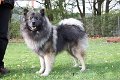 witte (38)